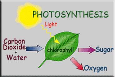 LS.5 PHOTOSYNTHESIS a. energy transfer between sunlight and chlorophyll b. transformation of water and carbon dioxide into sugar and oxygen c.
