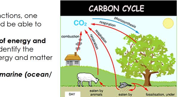 CYCLES Many important elements and compounds cycle through the living and nonliving components of the environment as a chain of events that continuously repeats.