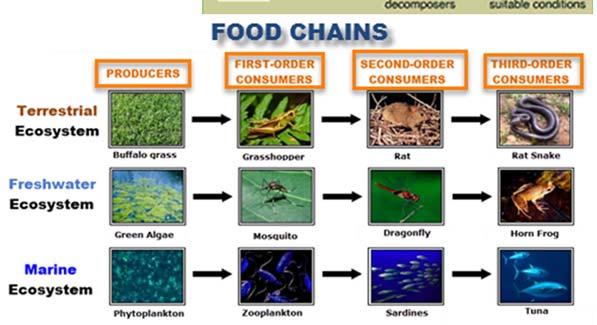understand water, carbon, and nitrogen cycles and the roles of organisms from bacteria and fungi to third-order consumers in these cycles.
