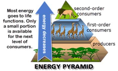 To analyze the interactions resulting in a flow of energy and matter throughout the ecosystem, one must identify the elements of the system and interpret how energy and matter are used by each