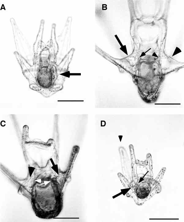 4942 M. Aihara and S. Amemiya of the adult rudiment in most of the operated larvae (Table 3A, Fig. 6A). Among the H.