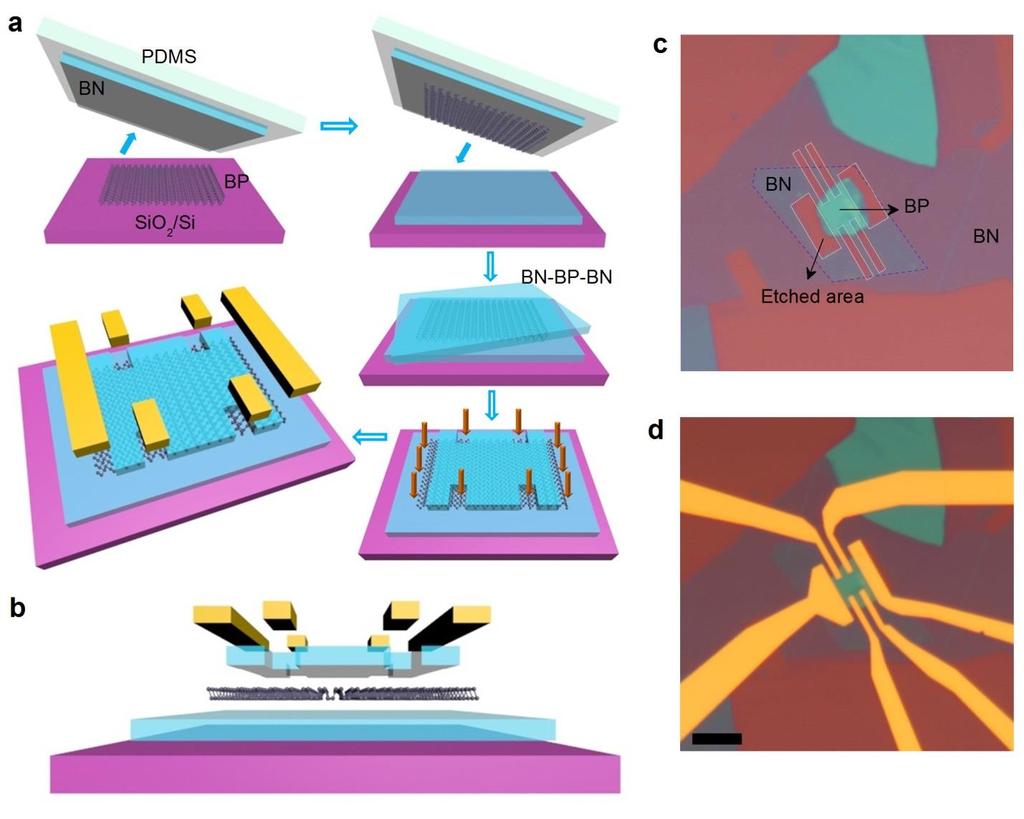 Figure 1 BN-BP-BN heterostructure device. a, Schematic of the BN-BP-BN heterostructure device fabrication process. b,d, Schematic (b) and optical image (d) of a BN-BP-BN Hall-bar device.