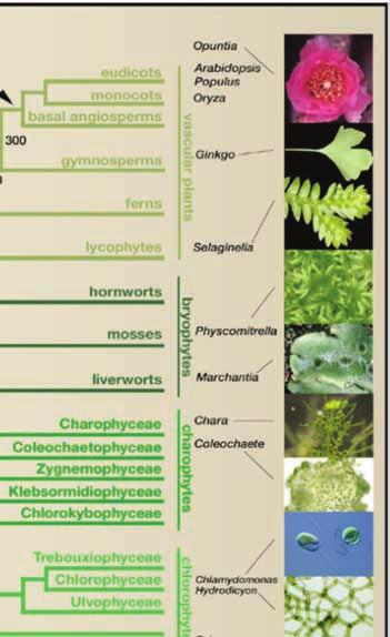 among plants and their algal