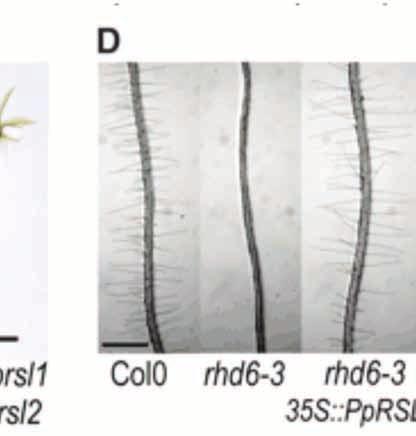 Fig. 1. 17. One example of evolution in gene function. The gene responsible for rhizoid development in bryophytes (here mosses) triggers or restores root-hair development in a vascular plant.