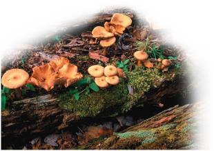 Chapter 9 Biodiversity 2: Fungi and Plants Module Hyperlinks 9.1. Fungi 9.2. Fungi structure and reproduction 9.