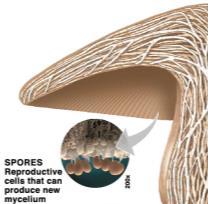 9.2 Fungi can reproduce asexually or sexually. In asexual reproduction, spores, sex cells that contain a single (haploid) set of chromosomes, are produced on the underside of the mushroom cap.