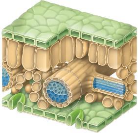 9.5 Plant tissues are organized into three tissue systems. 9.6 Opening Questions: A world without plants?