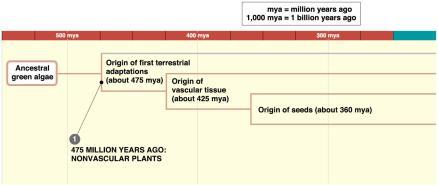 Could humans live on an Earth that had no plants, but maybe still had algae? 9.