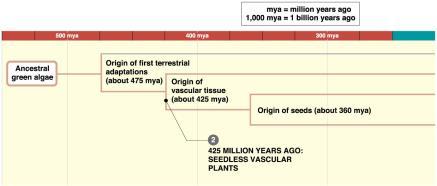 9.6 Major events in the evolution of plants highlight adaptations for dry land.