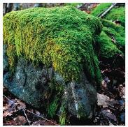 Explain your choice: True or false: Mosses were some of the first plants to colonize land.