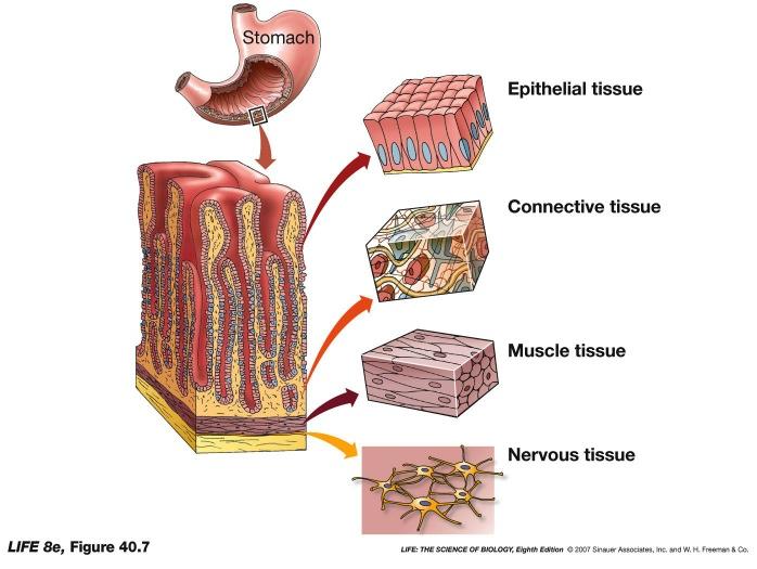 Organs consist of multiple tissues.