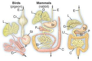 An organ system is a group of organs that