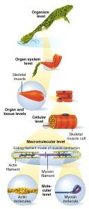 Levels of Organization 15 Molecules Cells Tissues Muscular