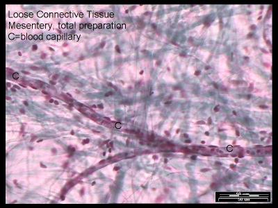 Connective tissues are dispersed cells in an extracellular matrix that they secrete.