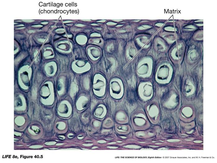 Specialized Connective tissues: Cartilage provides structural support and is flexible: has chondrocytes;