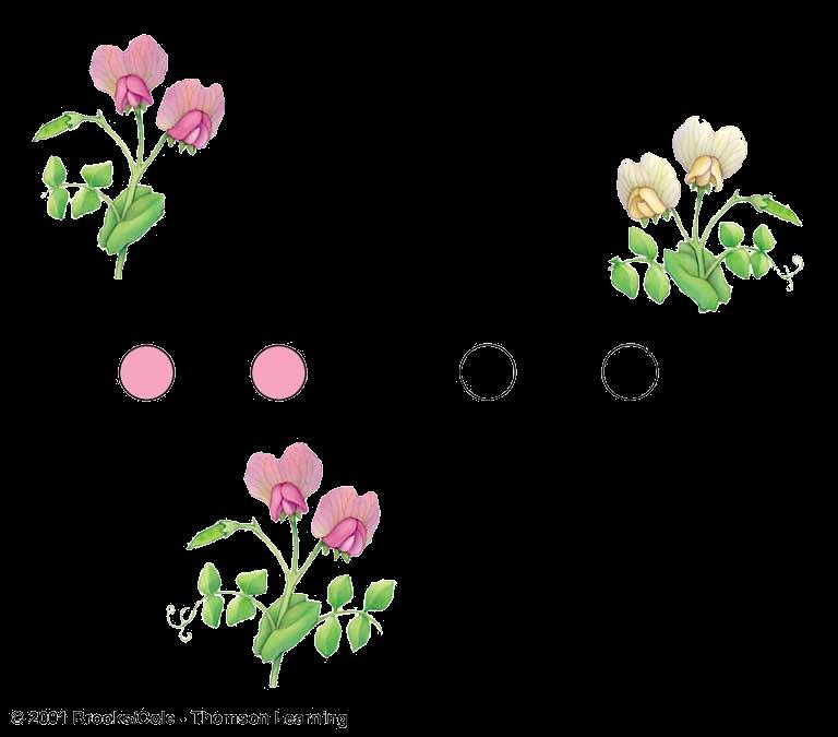 Dihybrid Cross: F 1 Results TRUE- BREEDING PARENTS: purple flowers, tall white flowers,