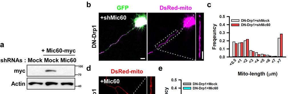 Supplementary Figure 17. Mic60 perturbation does not affect DN-Drp1-induced mitochondrial hyperelongation.