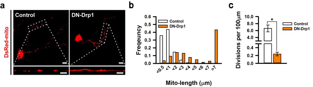 Supplementary Figure 2. Over-expression of DN-Drp1 induces hyper-elongation of mitochondria.