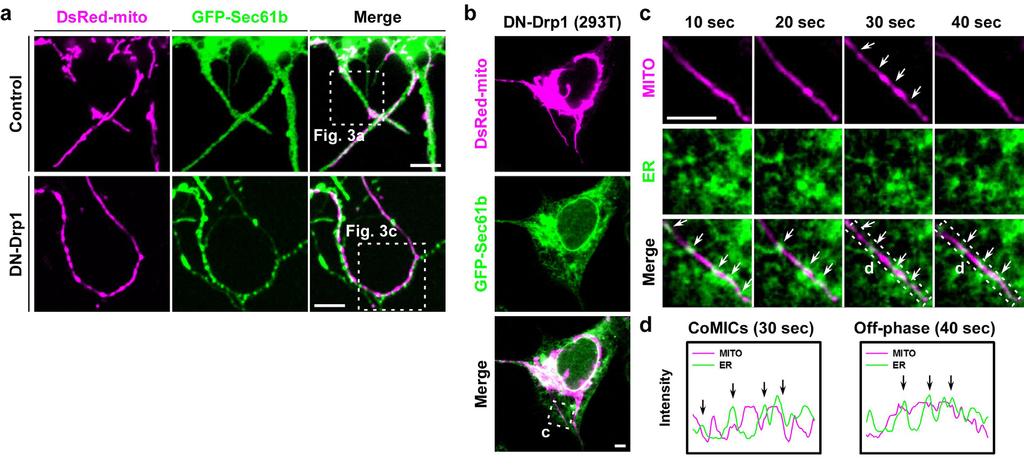 (a) Images of mitochondria and ER, which are labeled by DsRed-mito and GFP-Sec61b, in control and DN-Drp1- expressing neuron. Scale bars represent 5 μm.