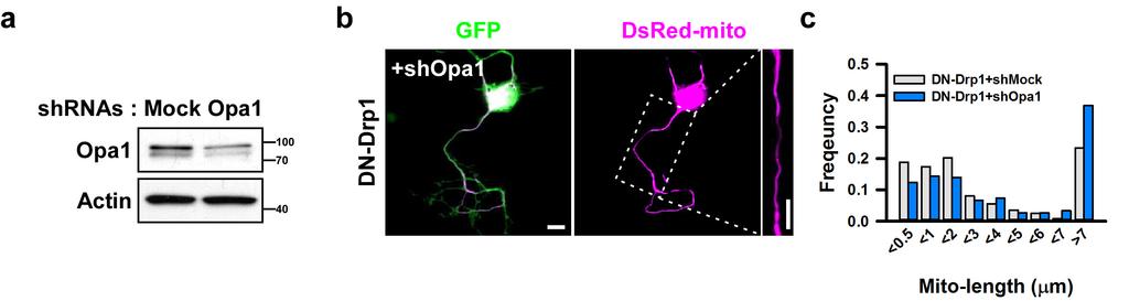 Supplementary Figure 14. Opa1 depletion does not affect DN-Drp1-induced mitochondrial hyper-elongation. (a) Protein levels of endogenous Opa1 by shrna expression in neurons (DIV4).