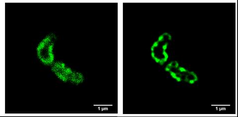 Imaging Gram-Positive Bacteria Laser-scanning confocal image of B.