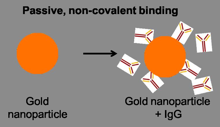 GOLD NANOPARTICLE CONJUGATES Our gold nanoparticle conjugates are manufactured using our InnovaCoat GOLD