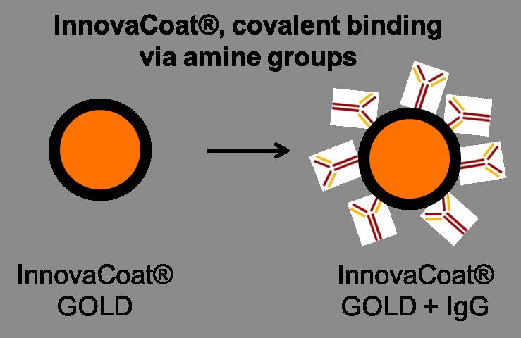InnovaCoat GOLD Biotin Streptavidin InnovaCoat GOLD Goat Anti-Mouse Mouse IgG InnovaCoat GOLD Goat Anti-Rabbit