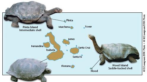 Galapagos Islands! During his travels, Darwin was amazed how different organisms were so well adapted to many different environments.