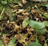 scutellaris and waterhyacinth develop throughout the year. At cold sites, immature stages overwinter in decaying mats of waterhyacinth.