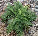 c Family Asteraceae Tansy ragwort c. rosette (Jennifer Andreas, Washington State University Extension); d. stem leaf (Marianna Szucs, Colorado State University); e.