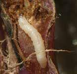ragwort Longitarsus jacobaeae (Waterhouse) Tansy ragwort flea beetle DESCRIPTION: Three L. jacobaeae strains are presently established in North America; all are morphologically identical.