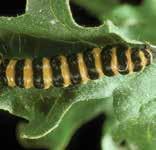 Adults emerge in late spring, mate, and lay eggs in clusters on the undersides of tansy ragwort rosette leaves. Hatching larvae feed on the undersides of rosette leaves.