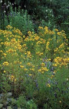 DESCRIPTION: Perennial, upright forb typically growing 1-3 ft tall (0.3-1 m) with numerous stems that are somewhat woody at their base. Stems turn rust-colored later in the growing season.