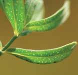 Family Hypericaceae c d e Common St. Johnswort c. leaves (Steve Dewey, Utah State University); d. mature plant in the fall (Norman Rees, USDA ARS); e.