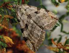 c Lepidoptera: Geometridae Aplocera plagiata c. adult (Eric Coombs, Oregon Department of Agriculture); d. defoliation (Norman Rees, USDA ARS, bugwood.org) in eastern Canada.