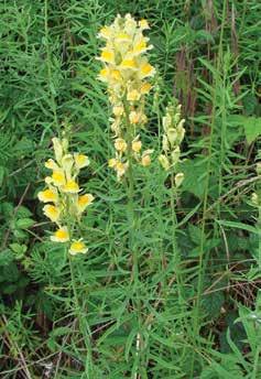 toadflaxes Yellow toadflax Linaria vulgaris Mill.