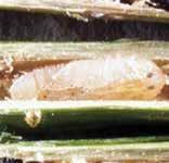 a Mecinus spp. a. larva (Rosemarie De Clerck-Floate, Agriculture and Agri-Food Canada); b. pupa, c. adult (b,c Bob Richard, USDA APHIS PPQ)(a-c bugwood.