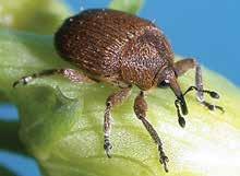 Unapproved Non-Indigenous Natural Enemy Rhinusa neta (Germar) (=Gymnetron netum) (Coleoptera: Curculionidae) DESCRIPTION AND LIFE CYCLE: Overwintering adults emerge in late spring and feed on
