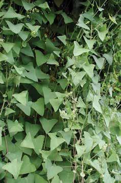mile-a-minute Mile-a-minute weed Persicaria perfoliata (L.) H.