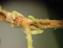 e Coleoptera: Curculionidae Rhinoncomimus latipes e. larva and damage (Amy Diercks); f. adult feeding damage (Ellen C.