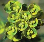 established on leafy spurge, A. lacertosa and A. nigriscutis are effective at reducing plant density.