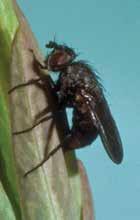 spurges Pegomya curticornis (Stein) & P. euphorbiae (Kieffer) Leafy spurge gall flies SYNONYMS: Pegomya argyrocephala (Meigen) DESCRIPTION: These two species are virtually indistinguishable.