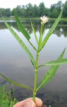 Both forms have opposite, stalk-less leaves typically 1-5.5 in long (2-14 cm). The aquatic form often creates dense floating mats.