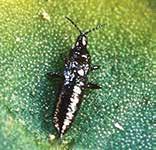 Most winged forms have only short wings and are flightless; long-winged forms are uncommon. Adults are 2 mm long and black with black legs and antennae. a b c Amynothrips andersoni a.