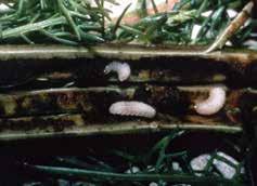 c Coleoptera: Curculionidae Microplontus edentulus c. larvae and mining damage in stem (Hariet Hinz, CABI-Switzerland); d.