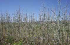 It can reduce seed production and cause severe defoliation of poison hemlock, however many plants recover after larvae terminate feeding in midsummer.