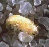 a b d c Bagous hydrillae a. larva ; b. pupa, c. adult, side view; d.