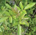 c Family Anacardiaceae Brazilian peppertree c. leaves and leaflets (Stephanie Sanchez); d. flowers (James H. Miller, USDA Forest Service); e. fruit (USDI National Park Service)(c-e bugwood.