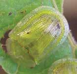 adult (a-c Rodrigo Diaz, Louisiana State University) LIFE CYCLE: Adults emerge in early spring and feed on tropical soda apple foliage, creating a distinctive shot-hole feeding pattern.