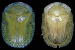 Coleoptera: Chrysomelidae d Gratiana boliviana d. reproductive adult (left) and adult in diapause (right); e.